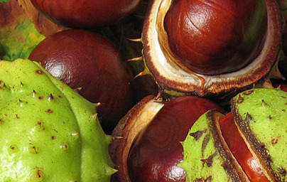 Divji kostanj (Aesculus hippocastanum)